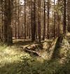 The Riverburrow