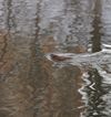 The Riverburrow