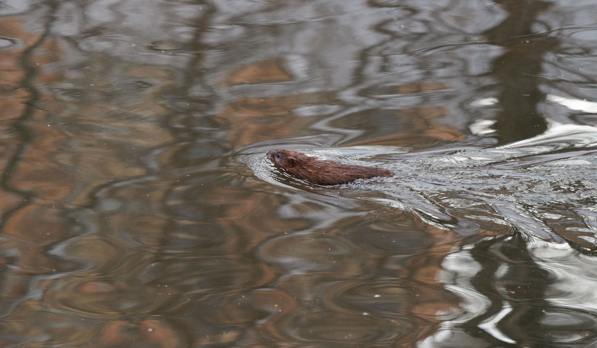 The Riverburrow